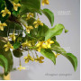 eleagnus pungens 28070254