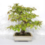 pseudocamelia japonica 23070254