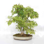 Acer palmatum ref: 24070252