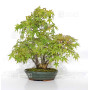 VENDU acer palmatum ref: 24070254