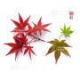 acer palmatum deshojo 24070253