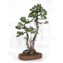 PINUS PENTAPHYLLA ref: 24070255