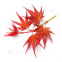 acer palmatum beni chidori 24070257