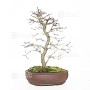 VENDU acer palmatum deshojo 17030234