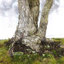 pinus pentaphylla 120202510