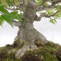 acer buergerianum ref: 25090252