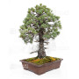 pinus pentaphylla ref: 25090254