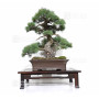 PINUS PENTAPHYLLA 16120256