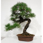 Pinus thunbergii ref: 28070262