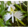 habenaria radiata vendu à l'unité. pot plastique