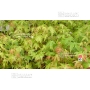 Graines d'acer palmatum