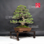 VENDU Pinus pentaphylla zuisho ref: 24020165