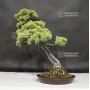 VENDU Pinus pentaphylla 6070186