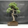 VENDU Pinus pentaphylla 25070181