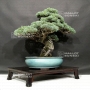VENDU Pinus pentaphylla 30070183