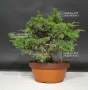 VENDU juniperus chinensis var : itoigawa ref: 0709
