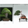 BONSAI FOCUS N° 96