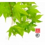 graines d'acer amoenum SATSUKI BENI