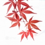 Graines d'acer amoenum bloodgood