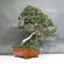 PT Juniperus chinensis itoigawa 25050181