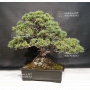 VENDU Pinus pentaphylla ref: 11090171
