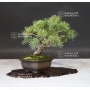 PT Pinus pentaphylla  ref : 19040196