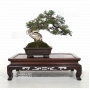 VENDU Juniperus chinensis itoigawa ref:26020192