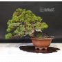 PT juniperus chinensis itoigawa ref :1907194