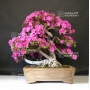 VENDU rhododendron shiryu no mai ref 12070191