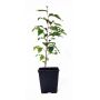 Stewartia monadelpha jeune plant pot 1 l 60-70 cm