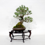 VENDU Pinus pentaphylla du Japon ref 12090192