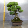 VENDU Pinus pentaphylla  kin goyo  ref : 10090192
