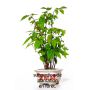 carpinus japonica 1 single tree 1 liter pot