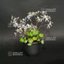 saxifraga fortunei iyo hakuraku