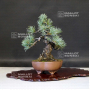 VENDU Pinus pentaphylla ref 13090192
