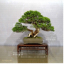VENDU Juniperus chinensis itoigawa ref 10100191