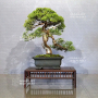 VENDU juniperus chinensis itoigawa ref 10100197