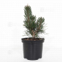 Pinus thunbergii "kotobuki" 20-25 cm