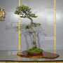 VENDU Pinus pentaphylla ref 19070191