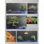 BONSAI FOCUS N° 110