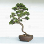 VENDU juniperus chinensis itoigawa ref 01050202