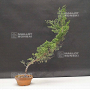juniperus chinensis itoigawa 30-35 cm