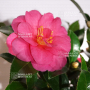 VENDU  camelia japonica ref 13110201