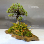 VENDU Pinus pentaphylla 6110201