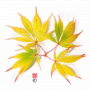 Graines d'Acer matsumurae hessei