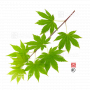 Graines d'Acer shirasawanum isis