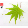 graines d'acer matsumurae ki hachijo