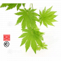 graines d'acer shirasawanum tenuifolium