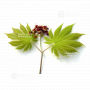 graines d'acer japonicum o taki