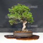 VENDU juniperus chinensis itoigawa ref 060502127